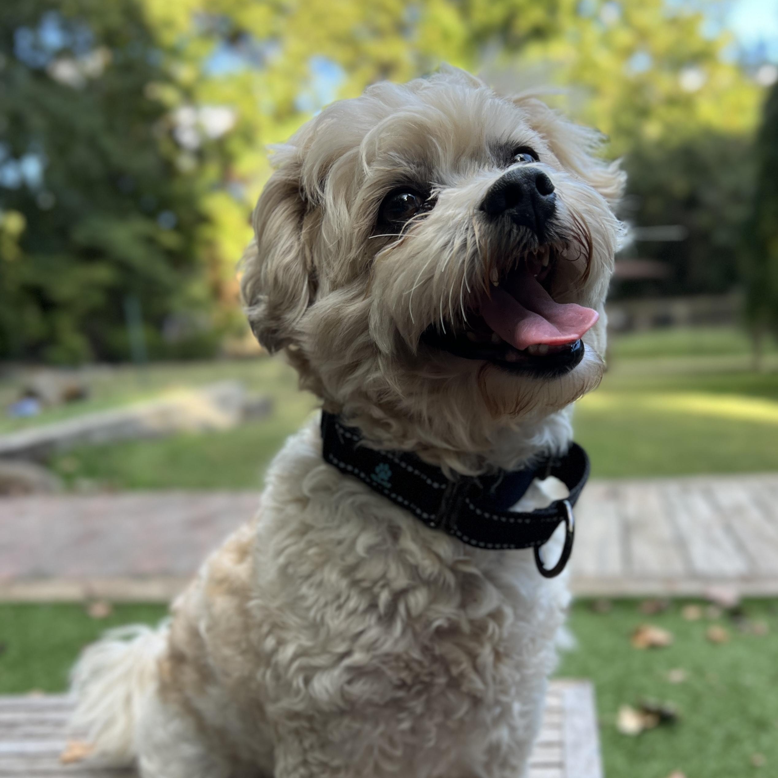 Enlarge Teddy Bear, a Adoptable mixed breed in High Point, NC image 3/6