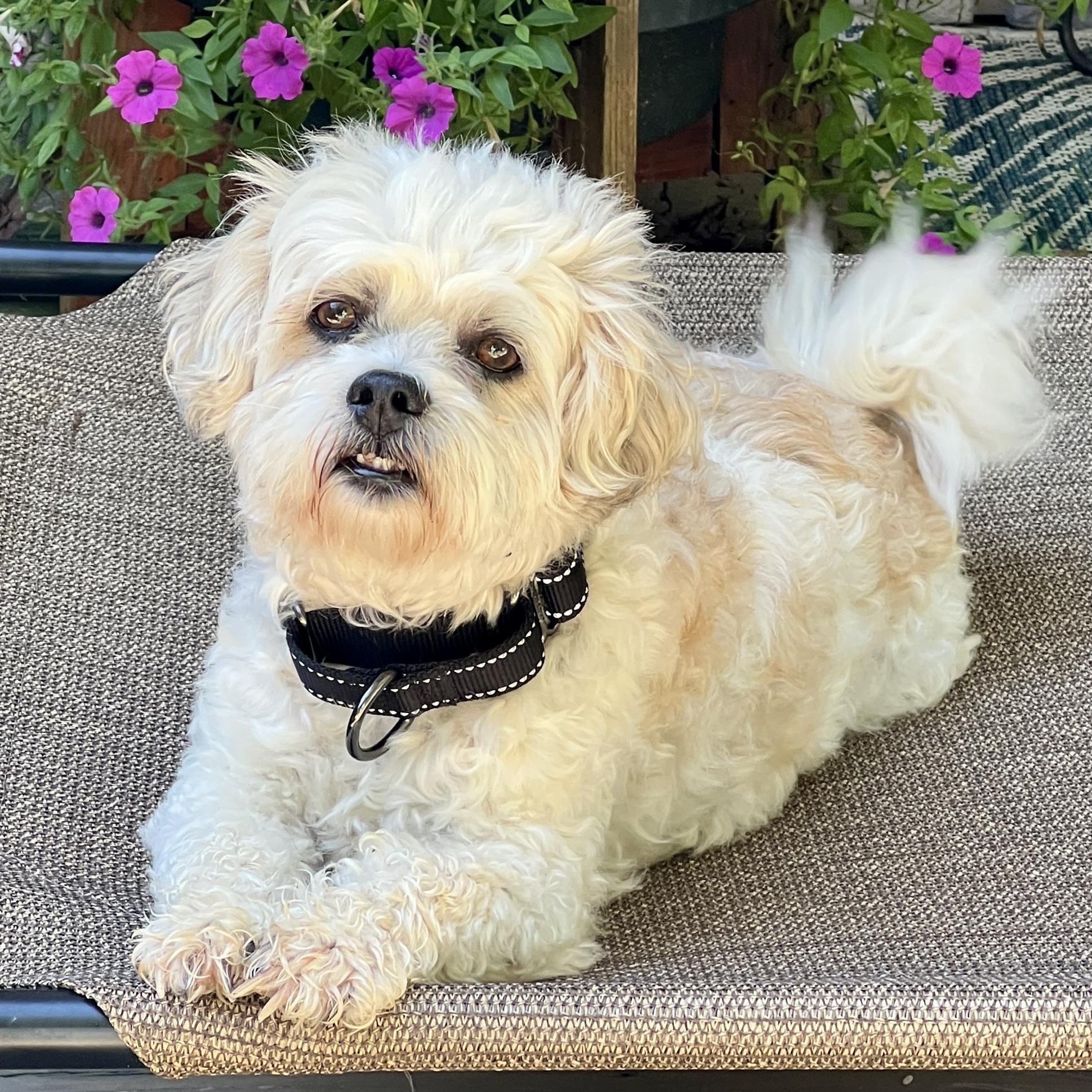 Enlarge Teddy Bear, a Adoptable mixed breed in High Point, NC image 5/6