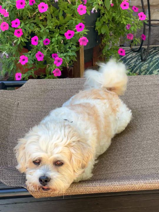 Enlarge Teddy Bear, a Adoptable mixed breed in High Point, NC video 6/6