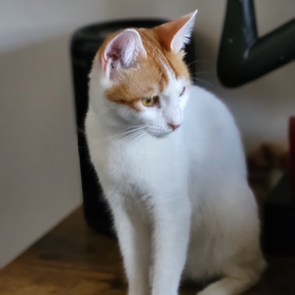 Amaliya, a Adoptable Domestic Short Hair in Chicago, IL image 3/4