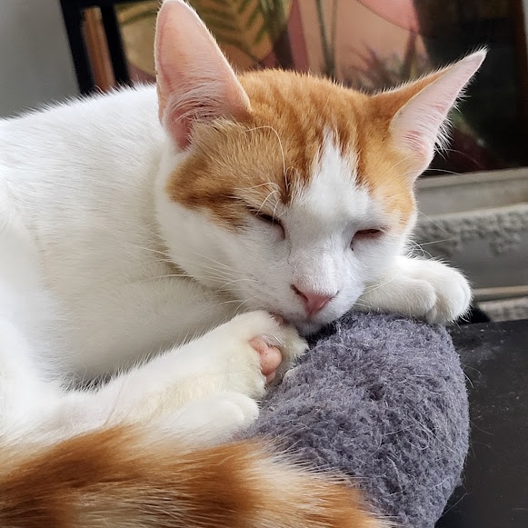 Amaliya, a Adoptable Domestic Short Hair in Chicago, IL image 2/4