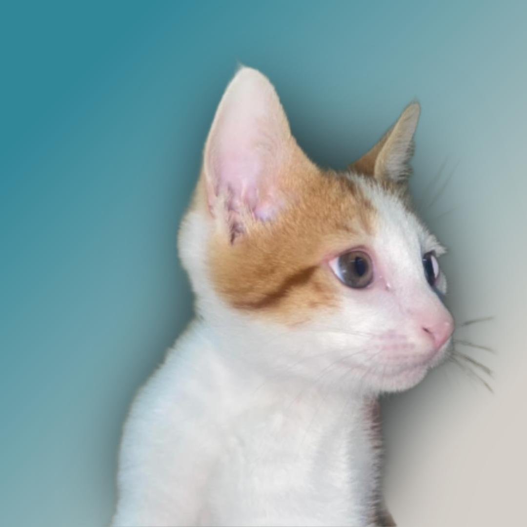 Amaliya, a Adoptable Domestic Short Hair in Chicago, IL image 4/4