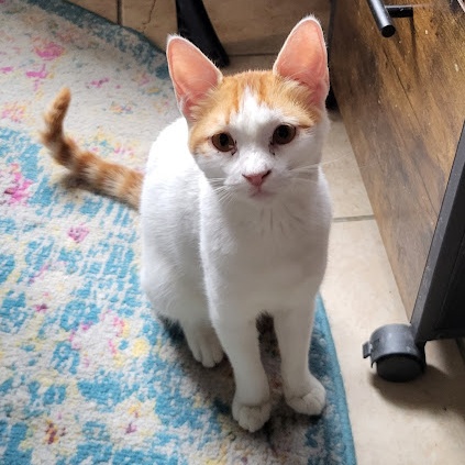 Amaliya, Adoptable, Young Female Domestic Short Hair.