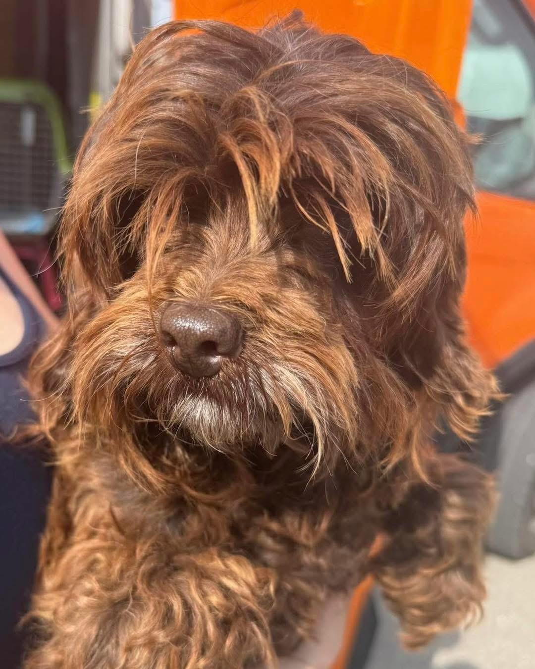 Tina, an adoptable Aussiedoodle in Lethbridge, AB, T1K 7V5 | Photo Image 2