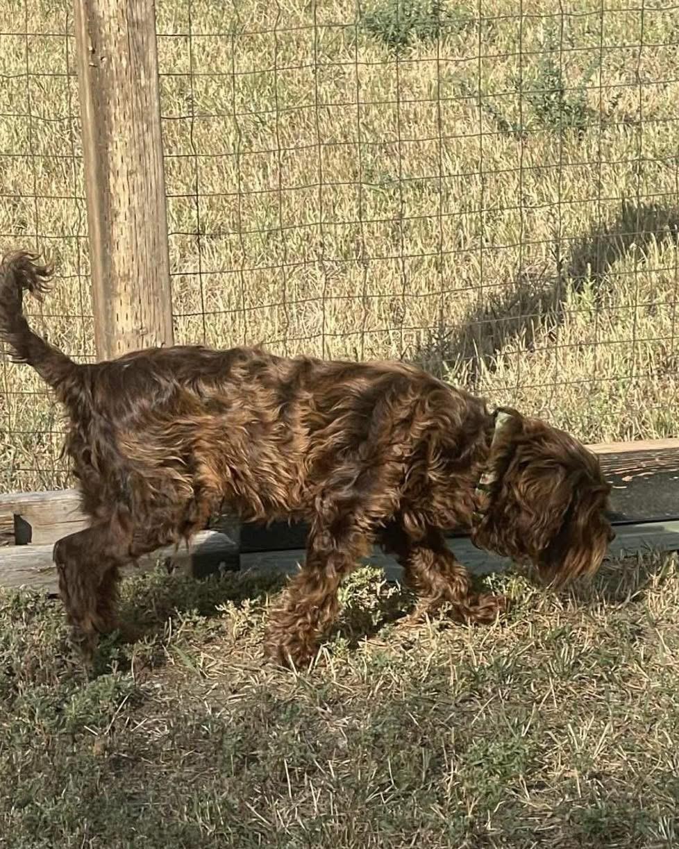 Tina, an adoptable Aussiedoodle in Lethbridge, AB, T1K 7V5 | Photo Image 1