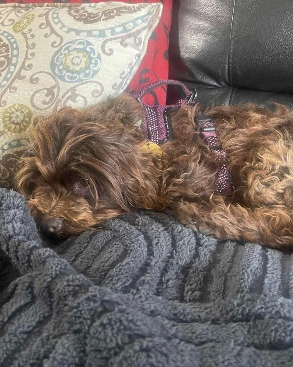 Tina, an adoptable Aussiedoodle in Lethbridge, AB, T1K 7V5 | Photo Image 3