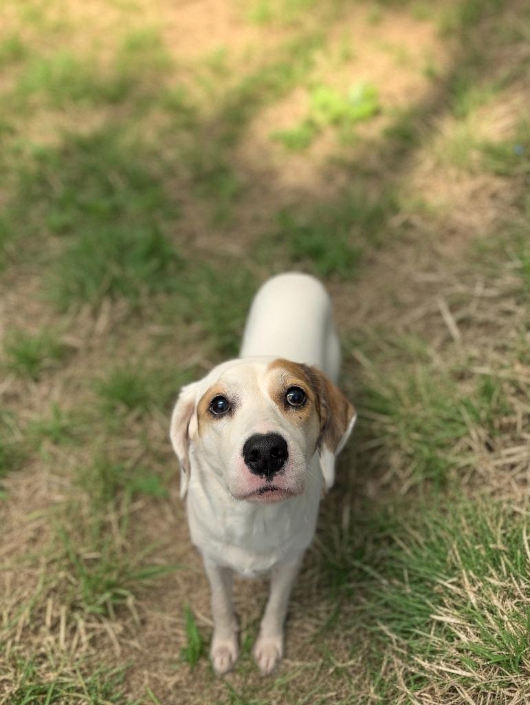 Enlarge Emma Grace, a Adoptable Hound in Kingsland, GA image 1/1