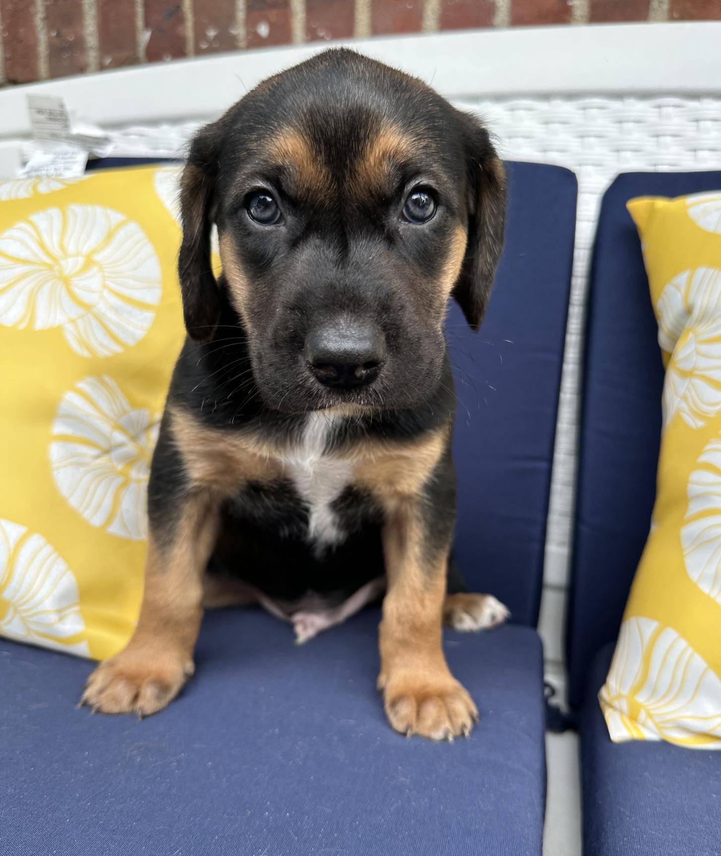 Diego