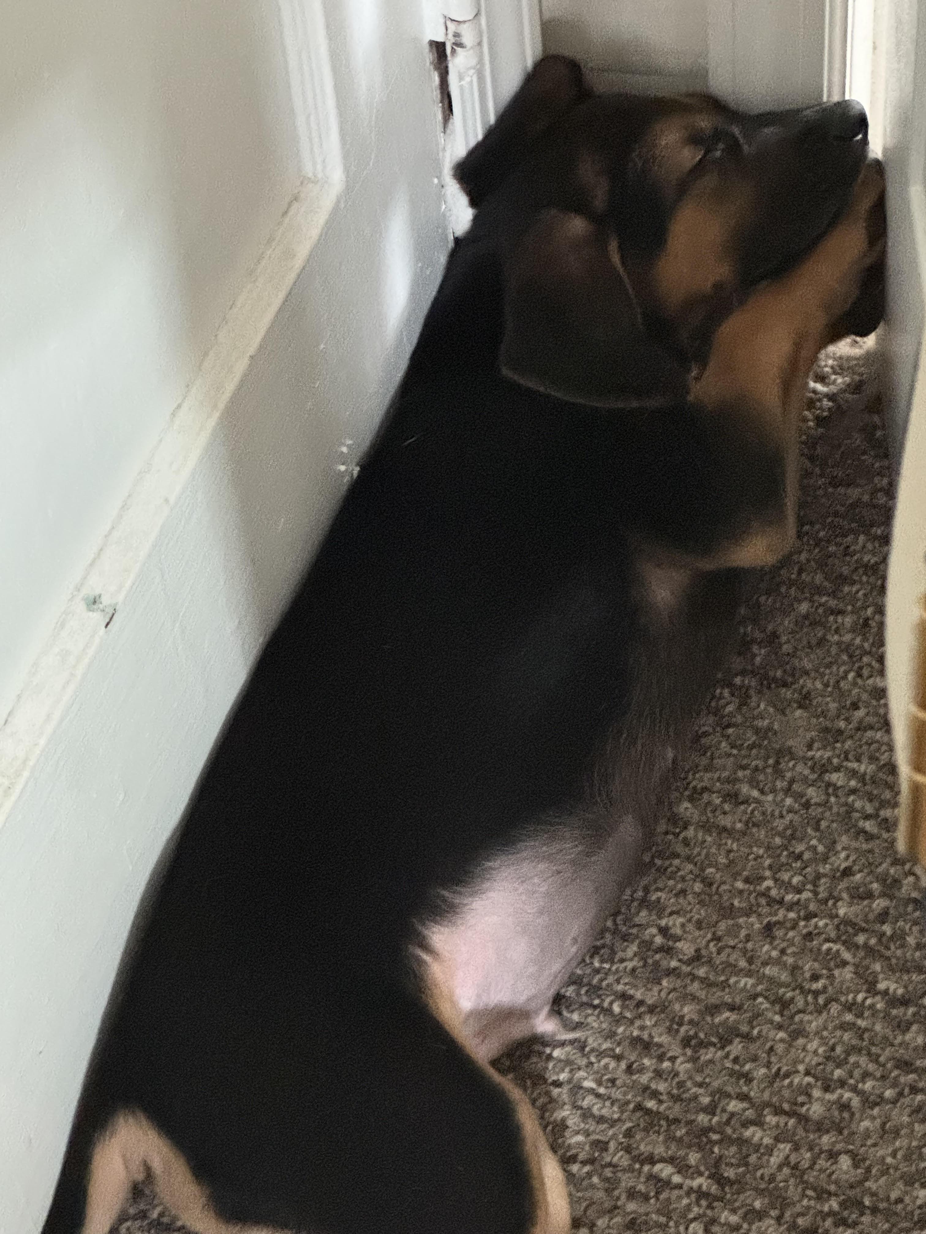 Diego