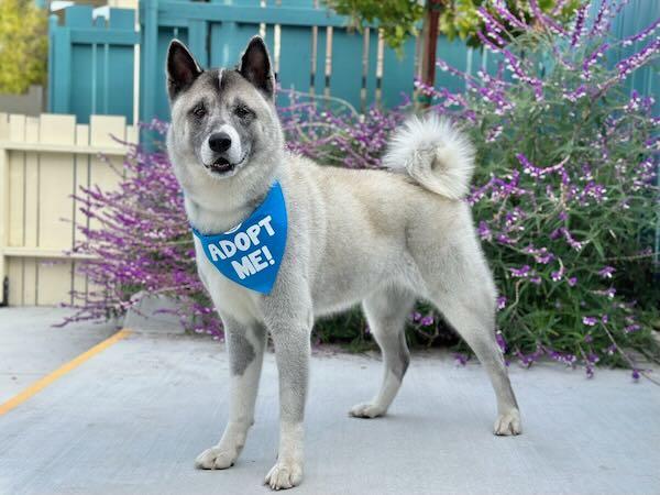 Enlarge Jabulani, a Adoptable Akita in San Francisco, CA image 3/5