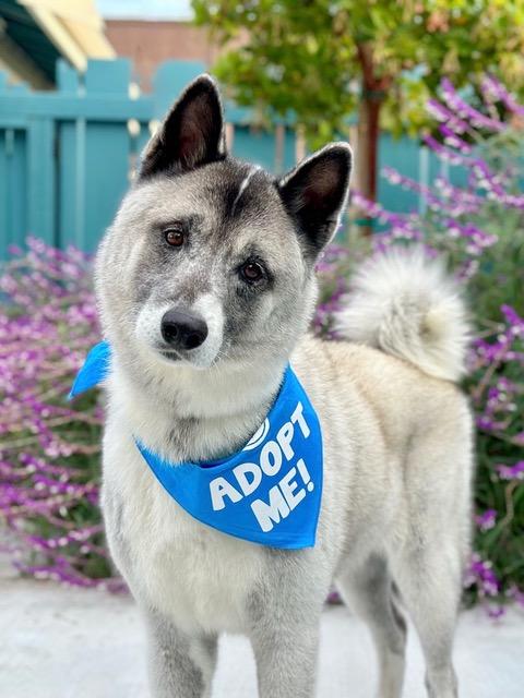 Jabulani, Adoptable, Senior Female Akita.