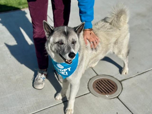 Enlarge Jabulani, a Adoptable Akita in San Francisco, CA image 2/5