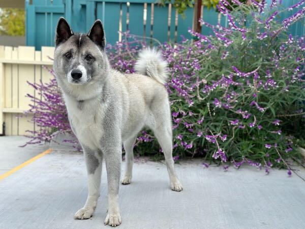 Enlarge Jabulani, a Adoptable Akita in San Francisco, CA image 4/5