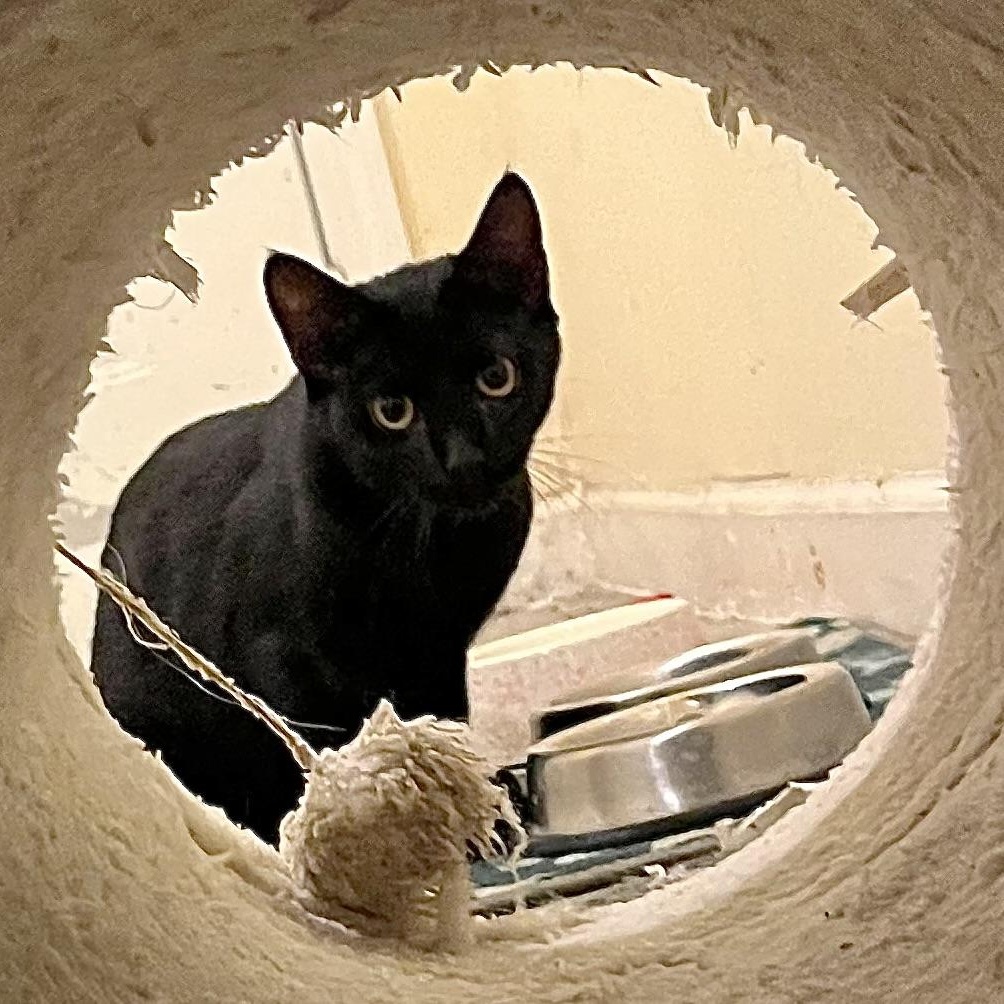 Enlarge Pluto [courtesy post], a Adoptable mixed breed in Benicia, CA image 3/5