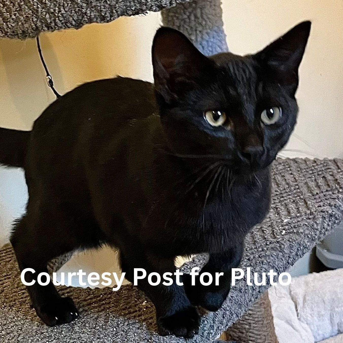 Enlarge Pluto [courtesy post], a Adoptable mixed breed in Benicia, CA image 1/5