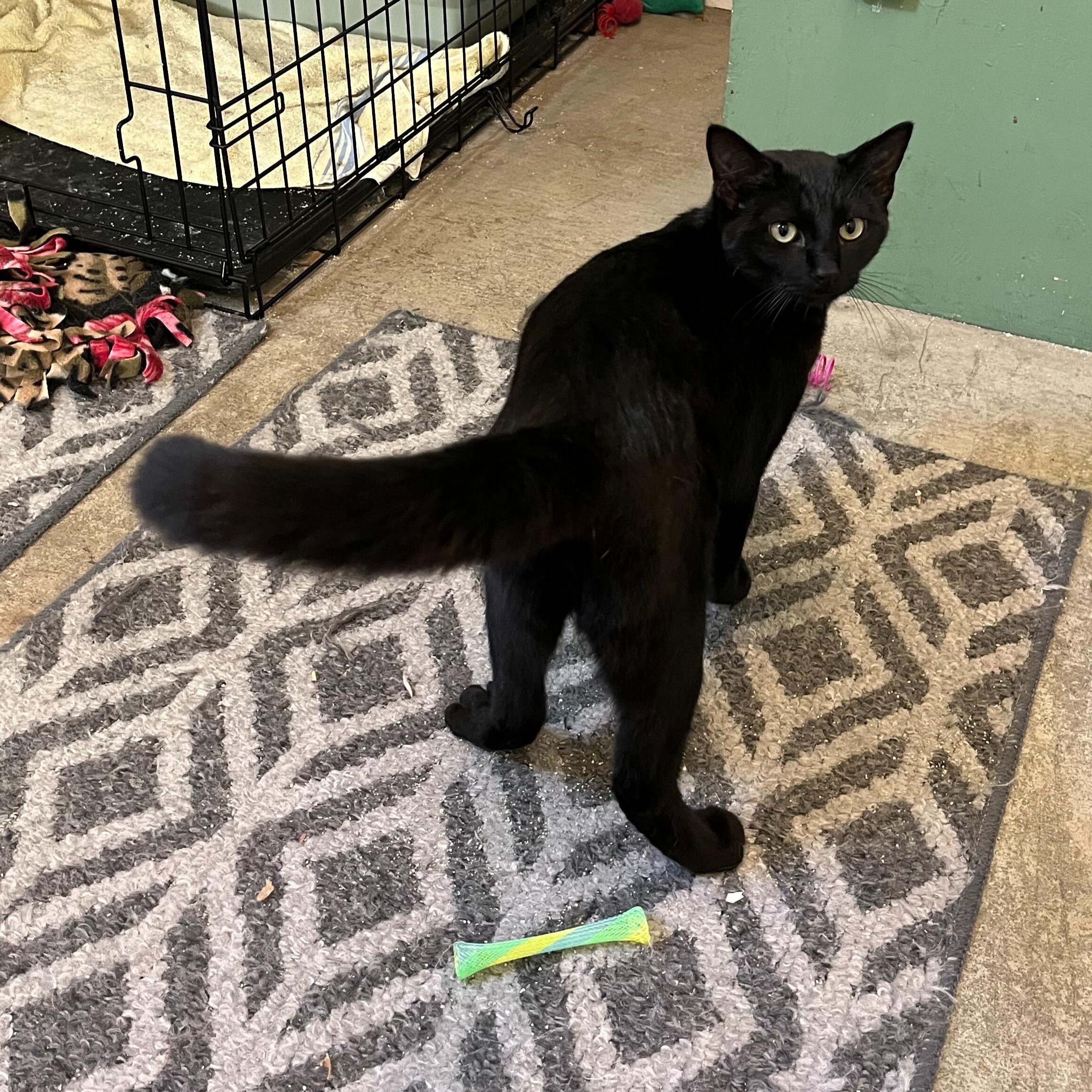 Enlarge Pluto [courtesy post], a Adoptable mixed breed in Benicia, CA image 4/5