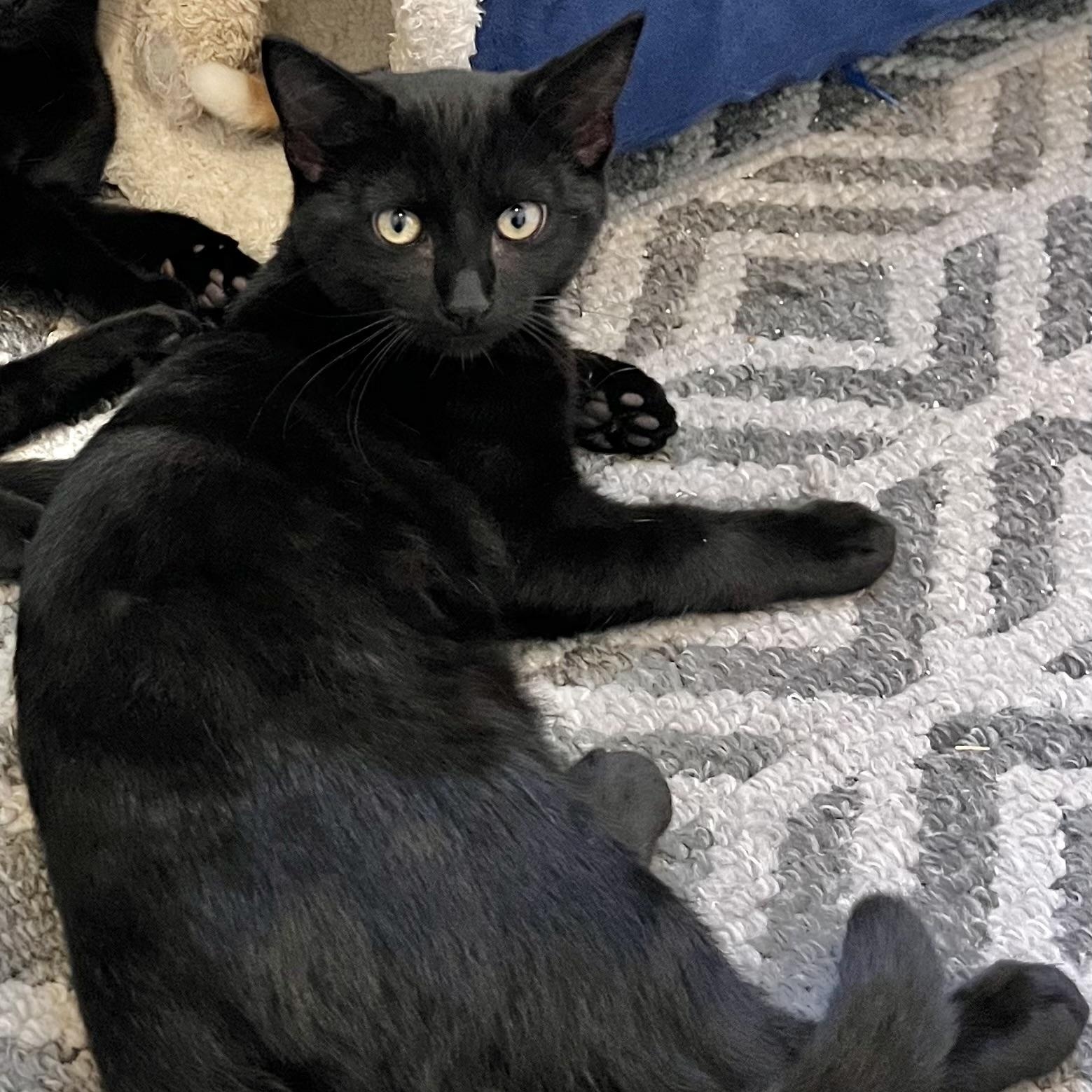 Enlarge Pluto [courtesy post], a Adoptable mixed breed in Benicia, CA image 5/5