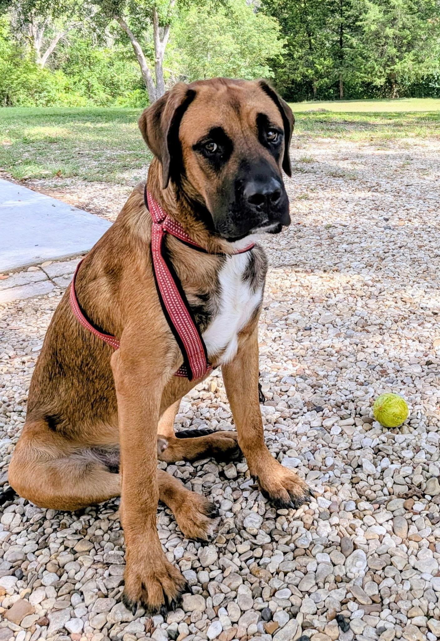 ANGUS - Big Brains, Bigger Paws - Goofy Dog, Adoptable, Young Male Bullmastiff & Mixed Breed.