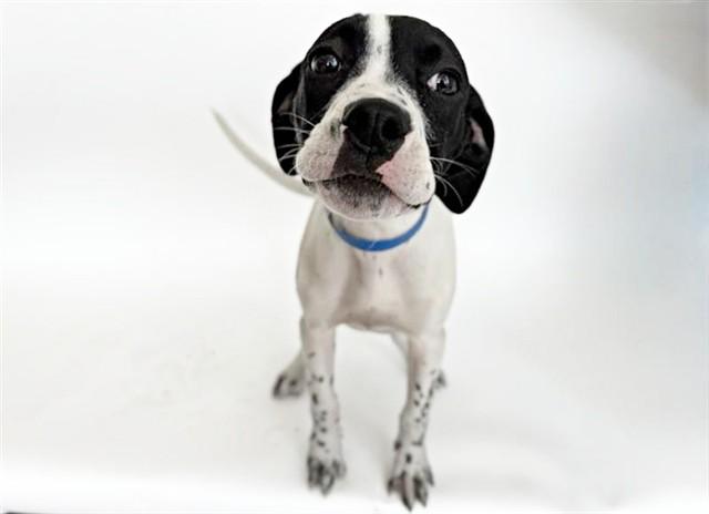 Enlarge MERVIN, a Adoptable Terrier in Saint Louis, MO image 1/1