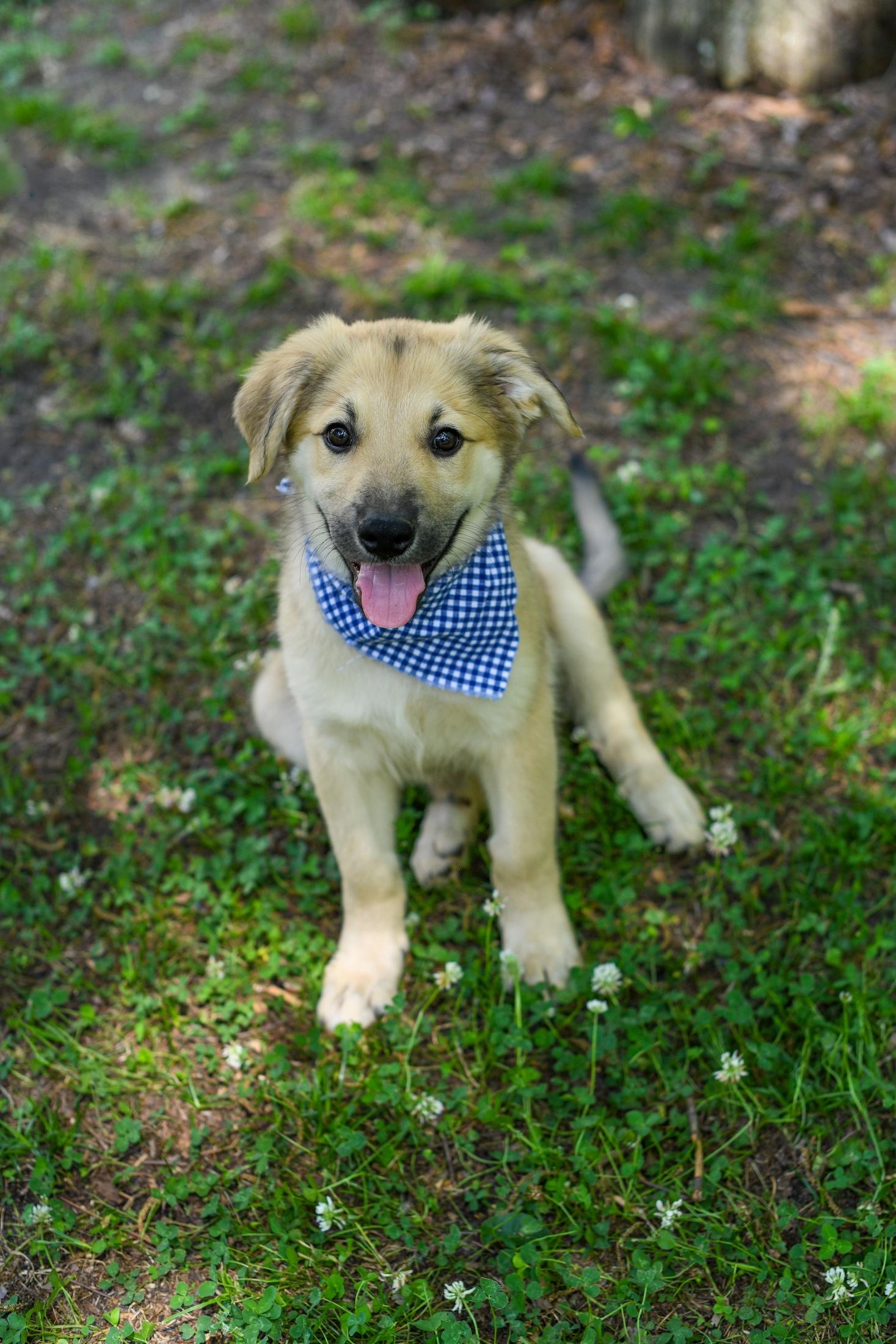 Enlarge Derby, an adopted Mixed Breed in Argyle, NY image 1/6