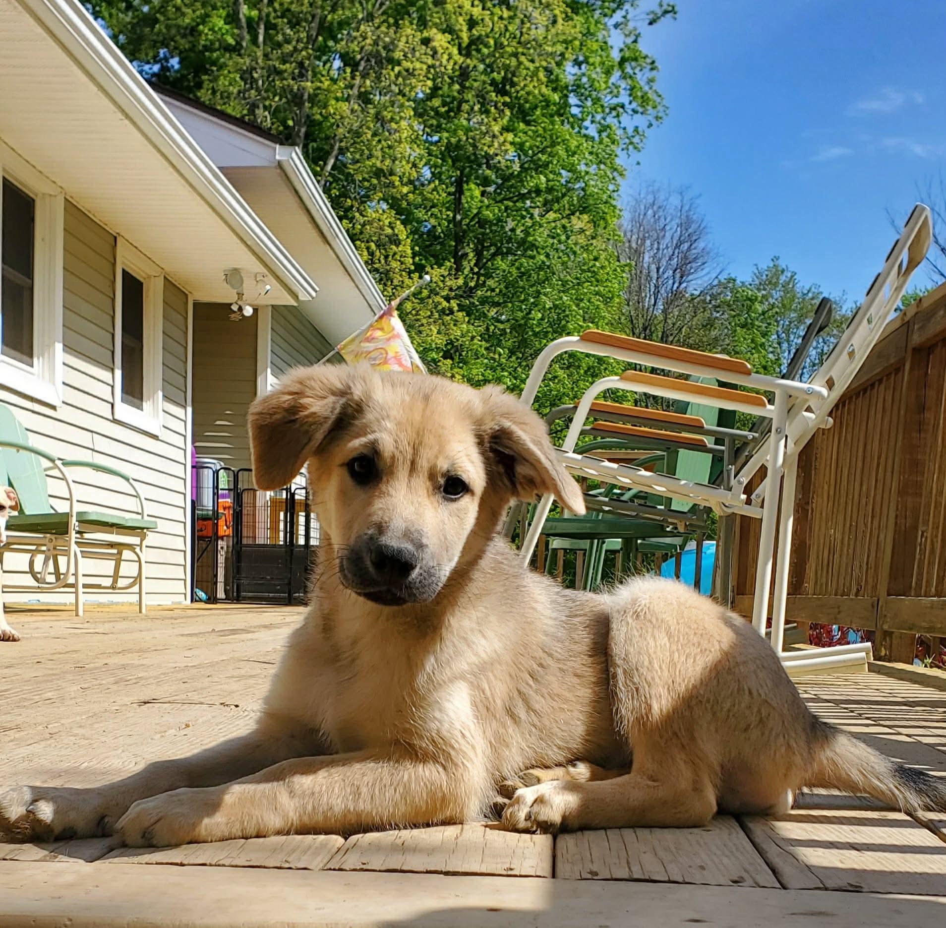 Enlarge Derby, an adopted Mixed Breed in Argyle, NY image 5/6