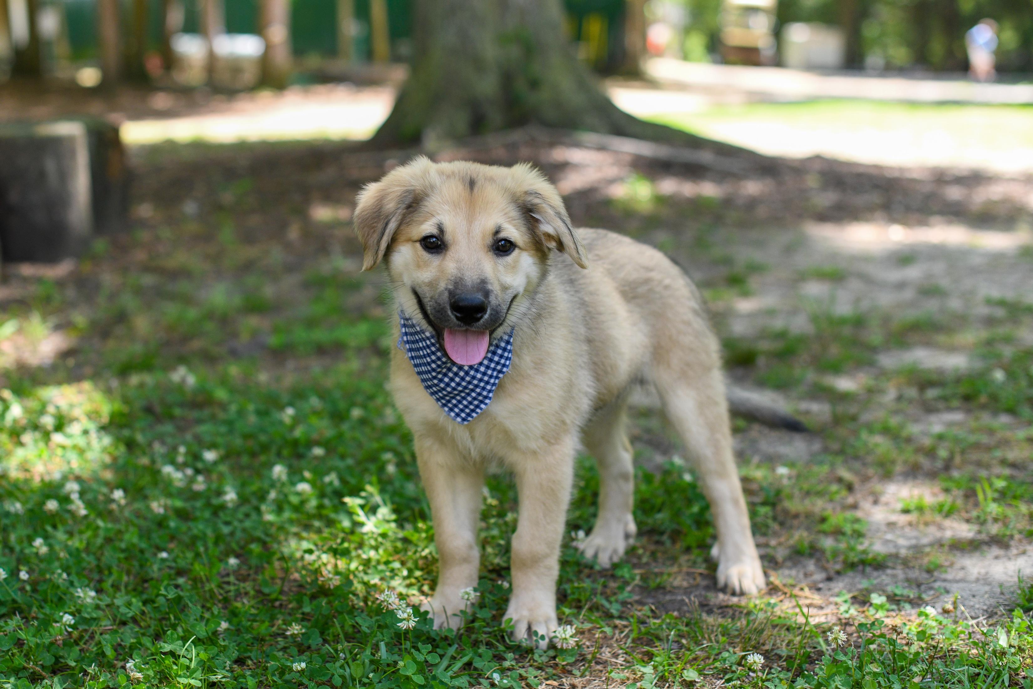 Enlarge Derby, an adopted Mixed Breed in Argyle, NY image 2/6