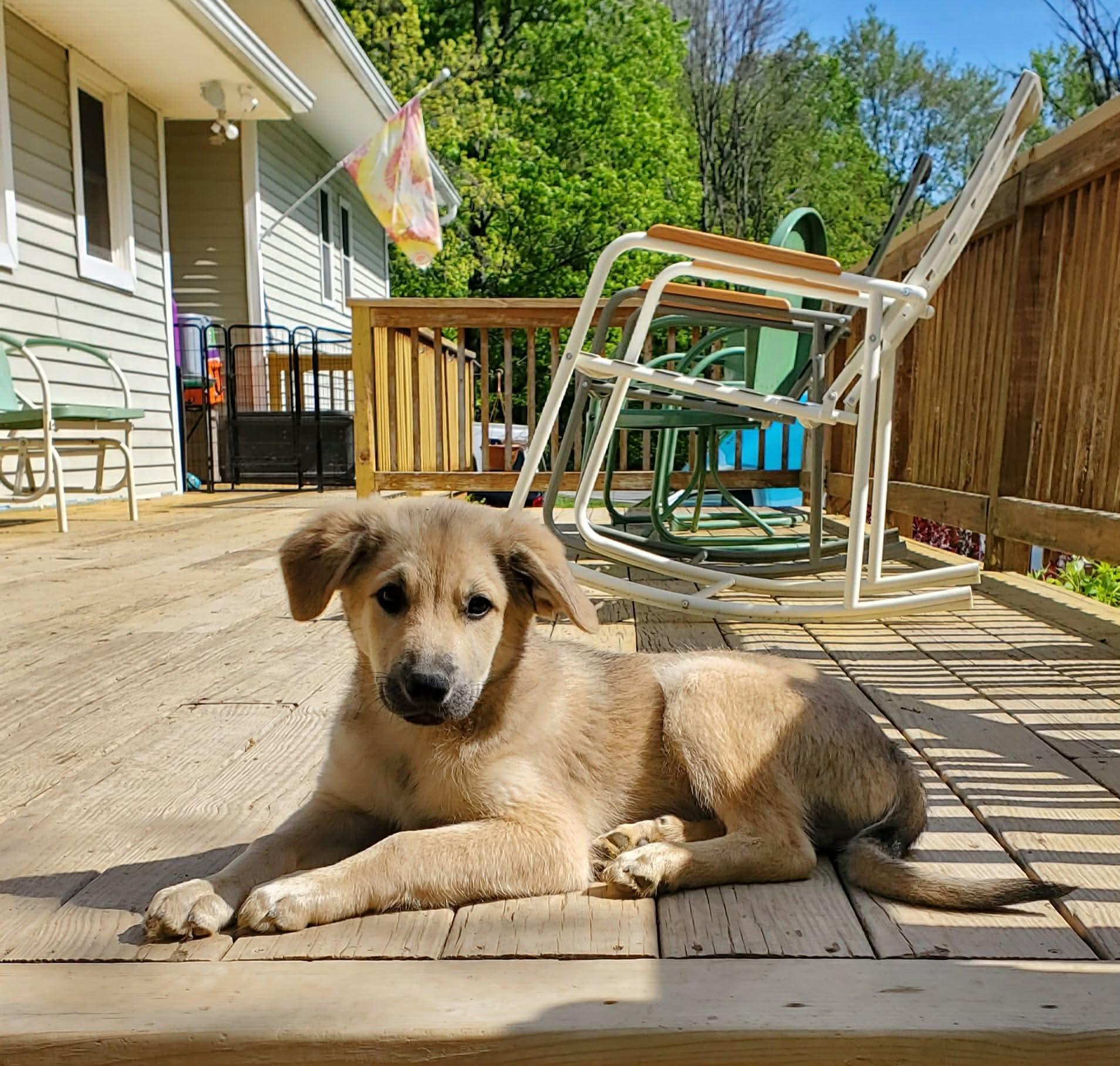 Enlarge Derby, an adopted Mixed Breed in Argyle, NY image 6/6