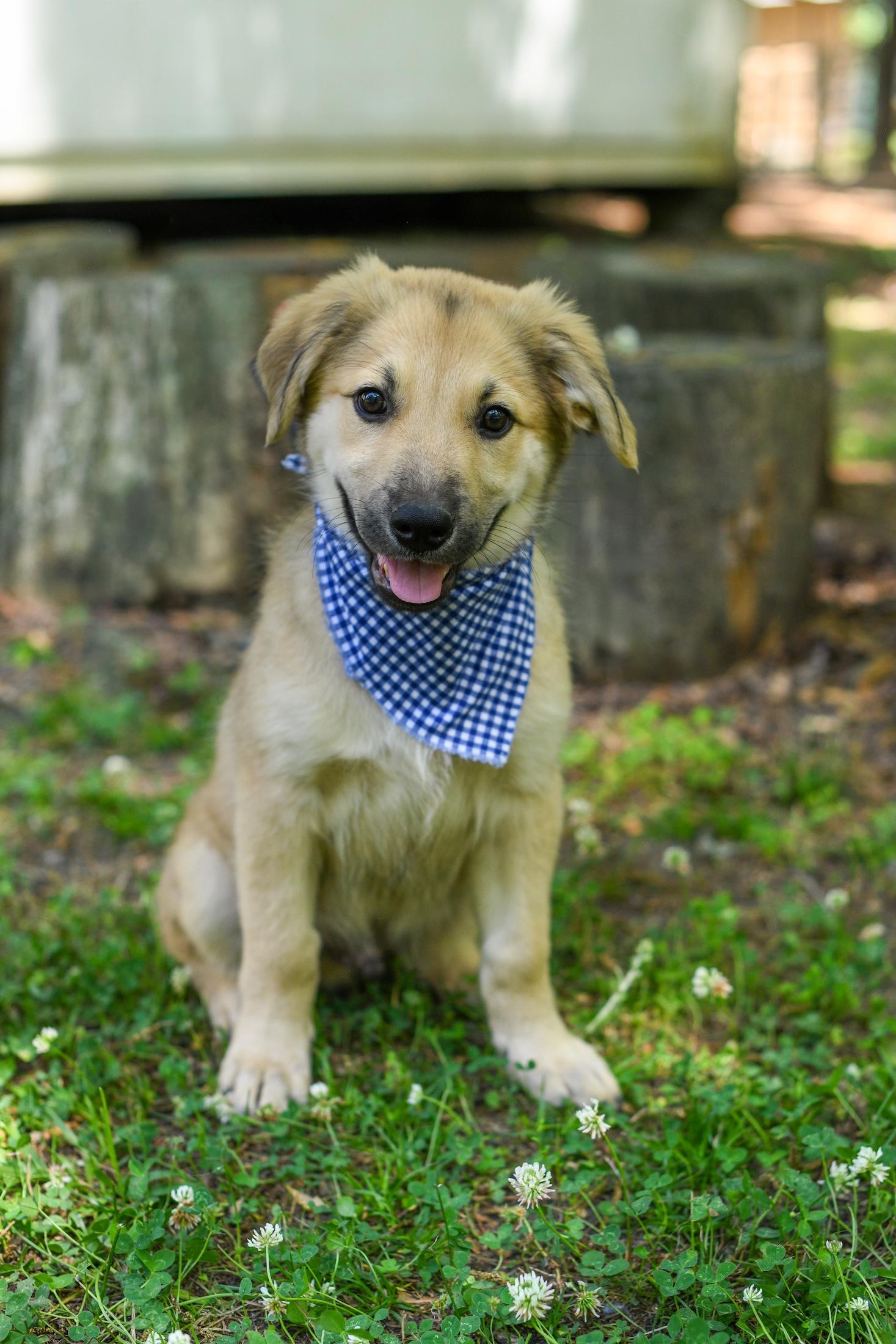 Enlarge Derby, an adopted Mixed Breed in Argyle, NY image 3/6