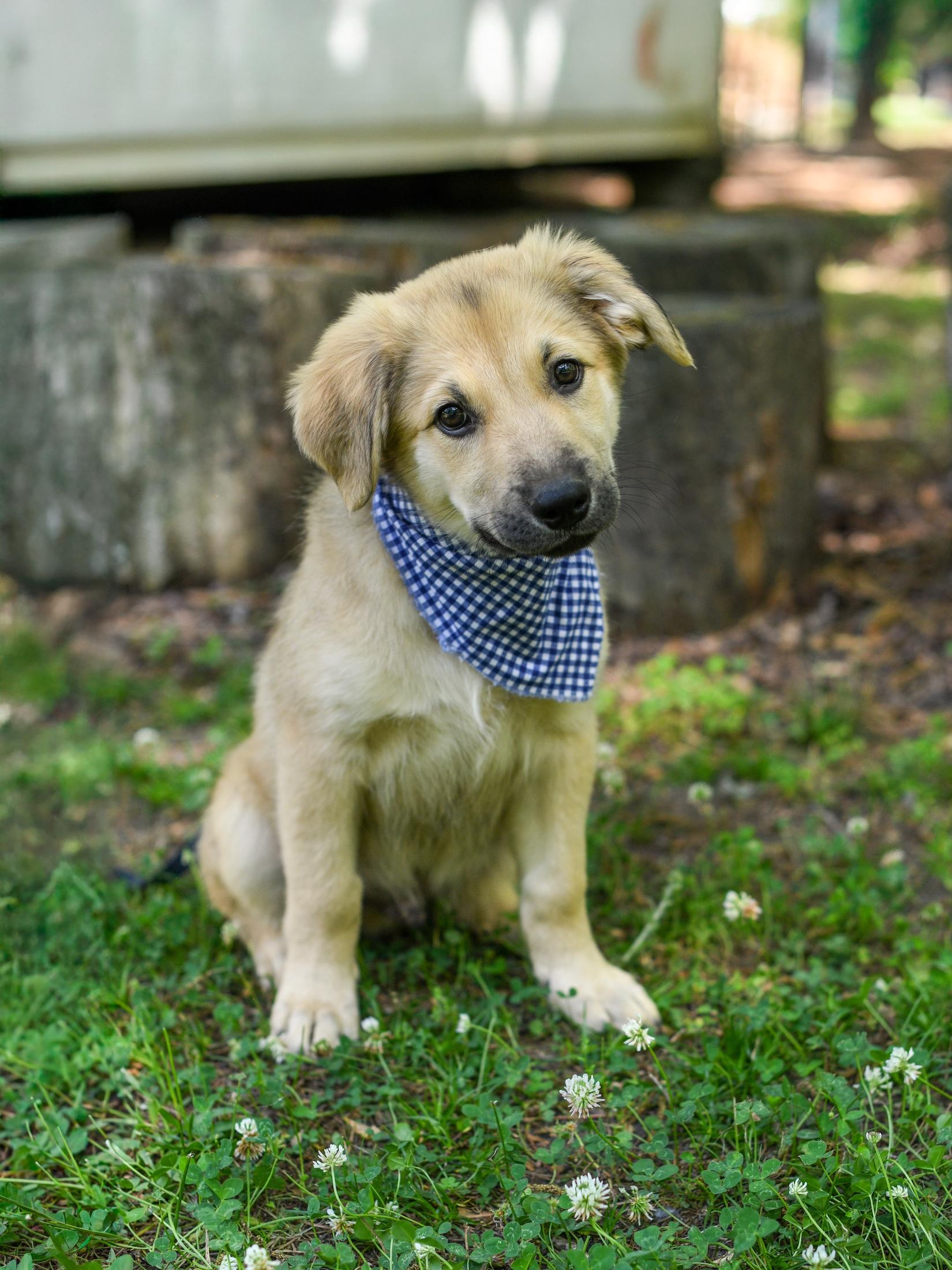 Enlarge Derby, an adopted Mixed Breed in Argyle, NY image 4/6