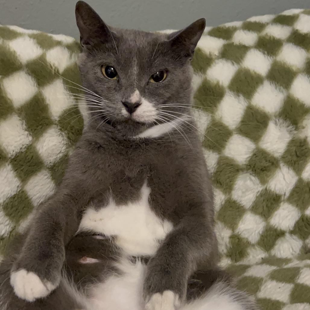 Lucia, Adoptable, Adult Female Domestic Short Hair.