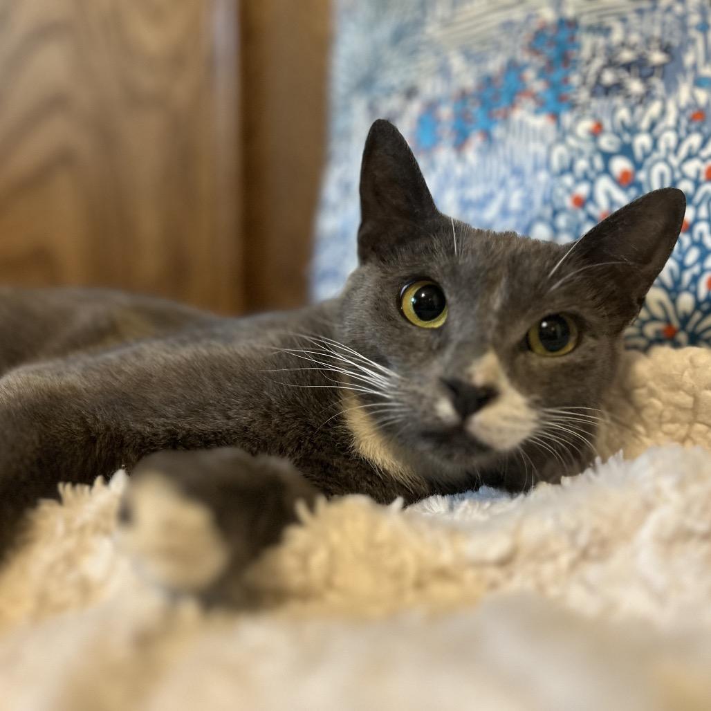 Enlarge Lucia, a Adoptable Domestic Short Hair in Plano, TX image 2/6