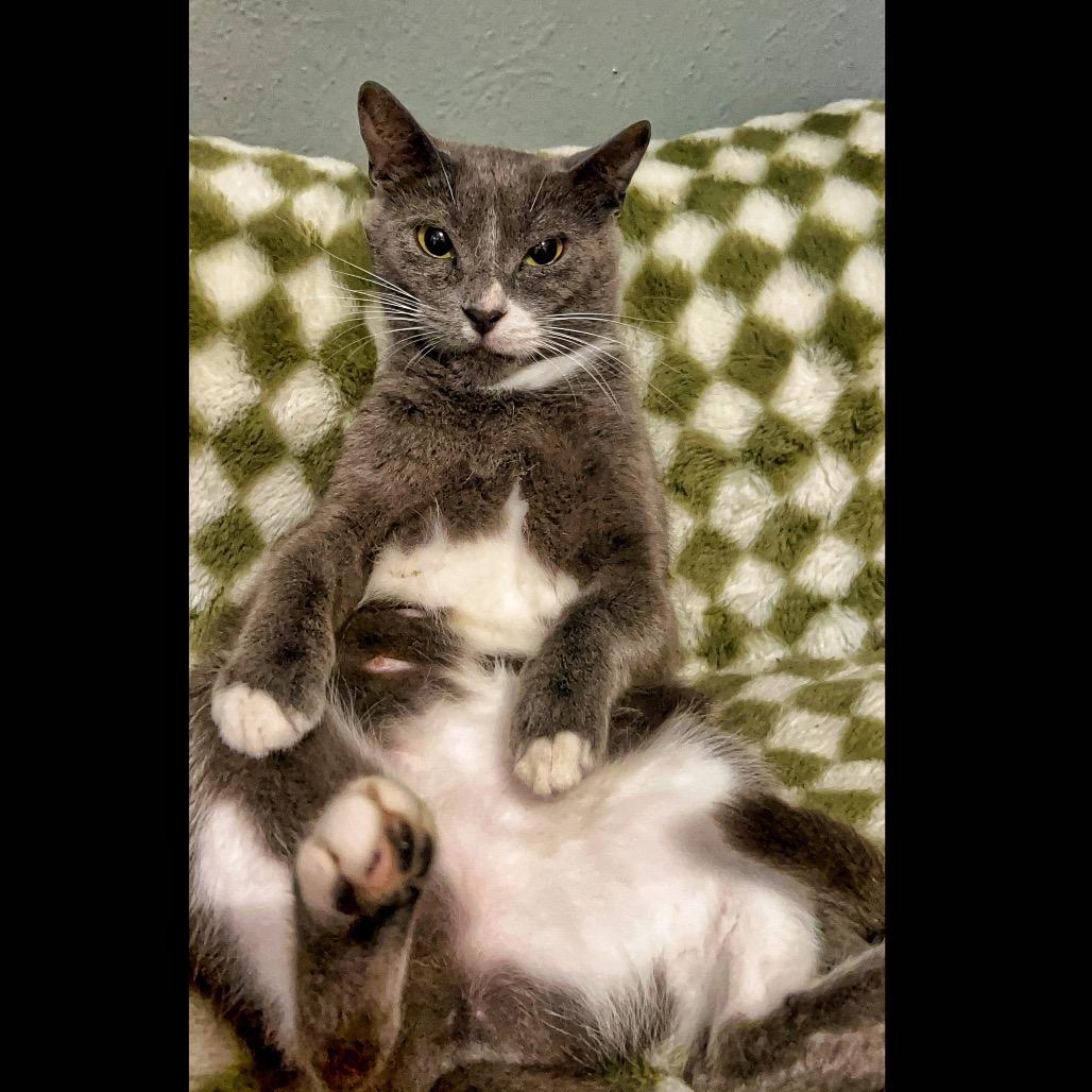 Enlarge Lucia, a Adoptable Domestic Short Hair in Plano, TX image 3/6