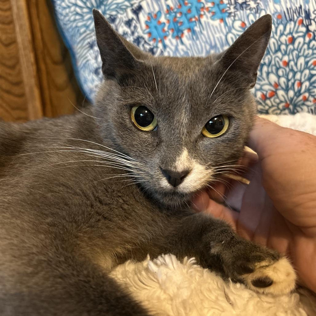 Enlarge Lucia, a Adoptable Domestic Short Hair in Plano, TX image 4/6