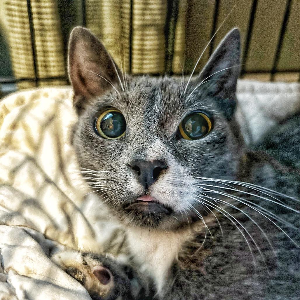 Enlarge Lucia, a Adoptable Domestic Short Hair in Plano, TX image 5/6
