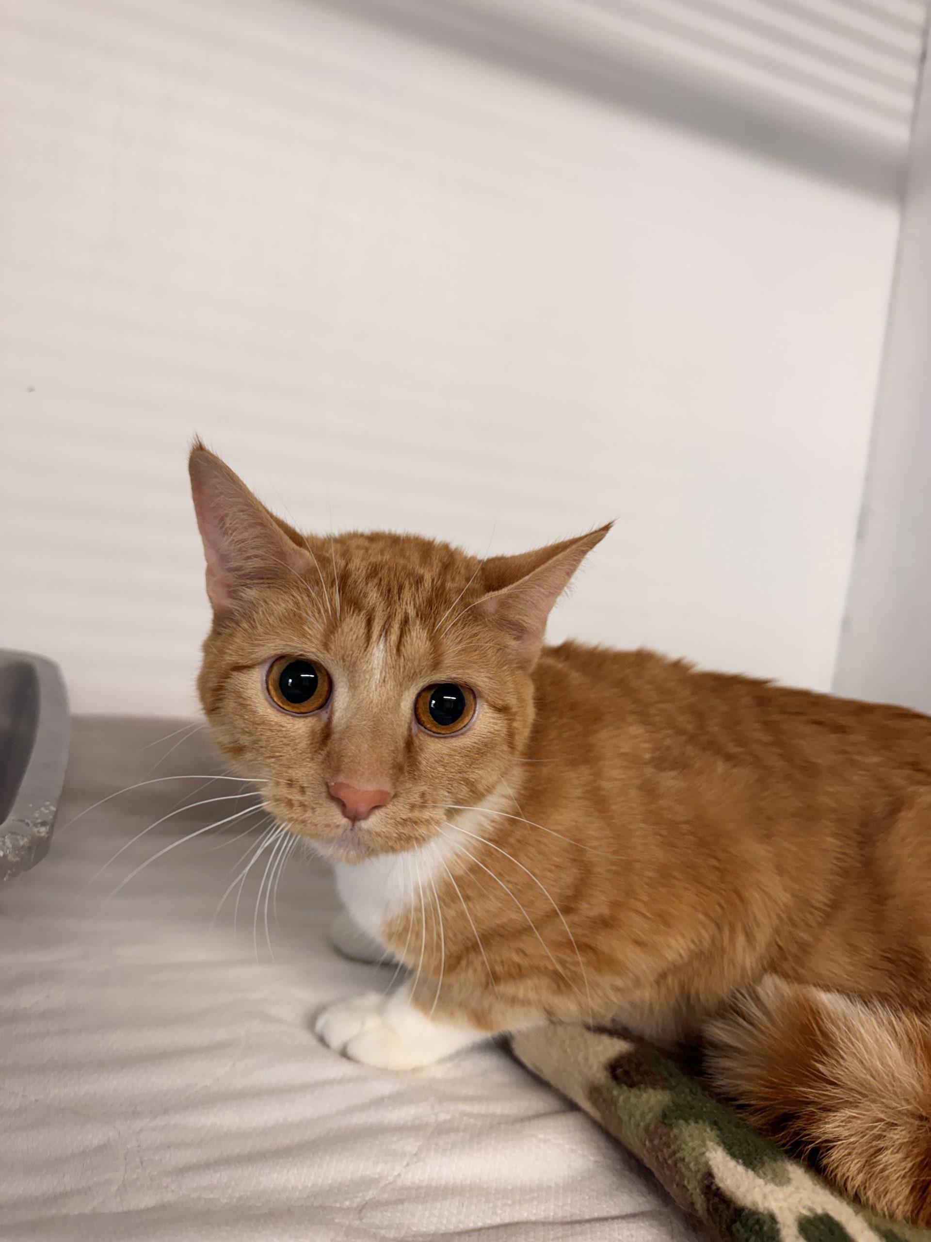 Hector, Adoptable, Kitten Male Domestic Short Hair.