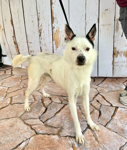 Stan, Adoptable, Adult Male Shepherd & Mixed Breed.