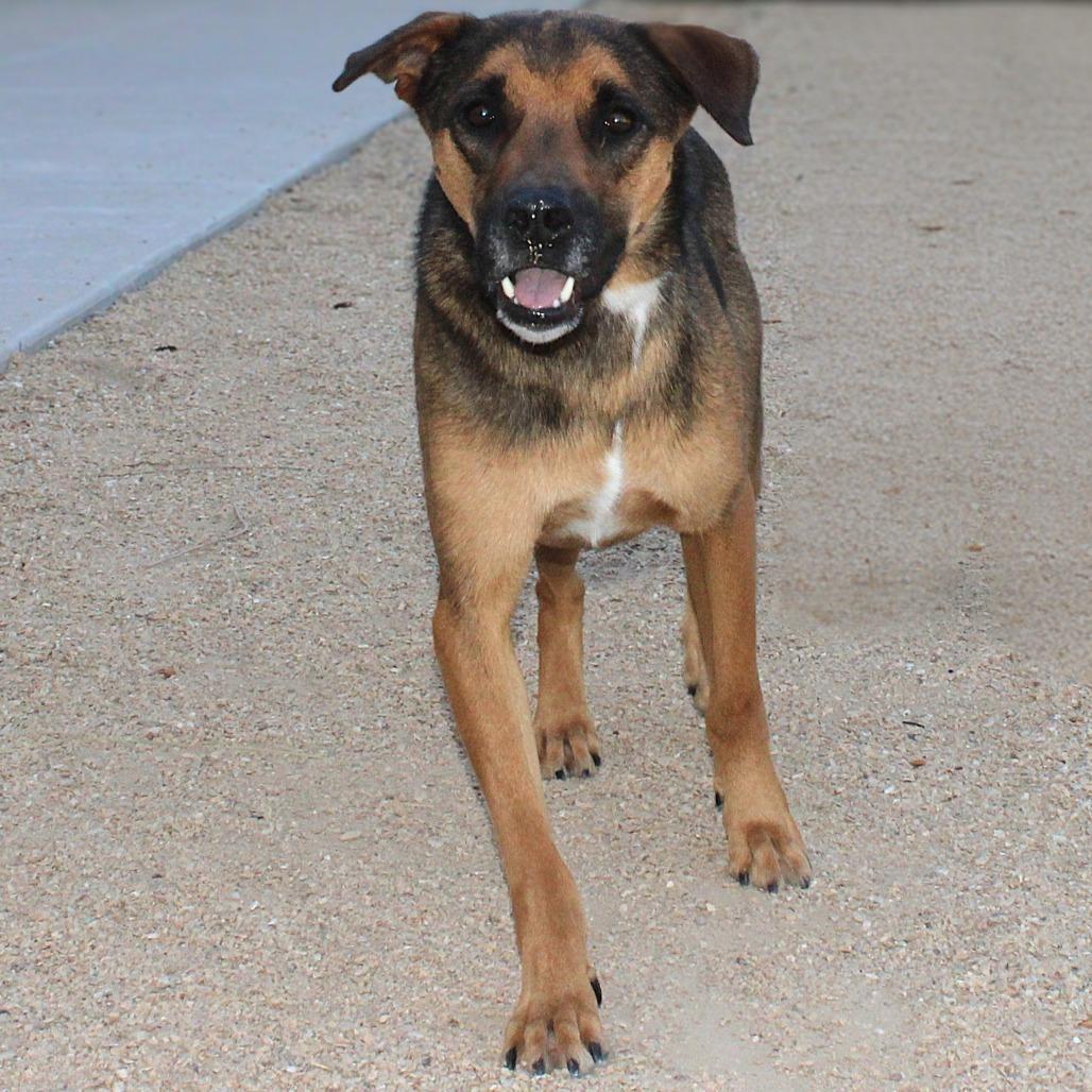 Diesel, Adoptable, Adult Male Mixed Breed.