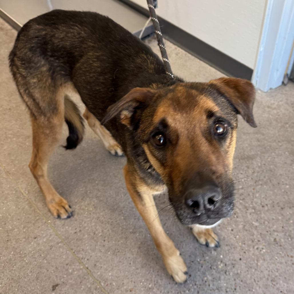 Diesel, Adoptable, Adult Male Mixed Breed.