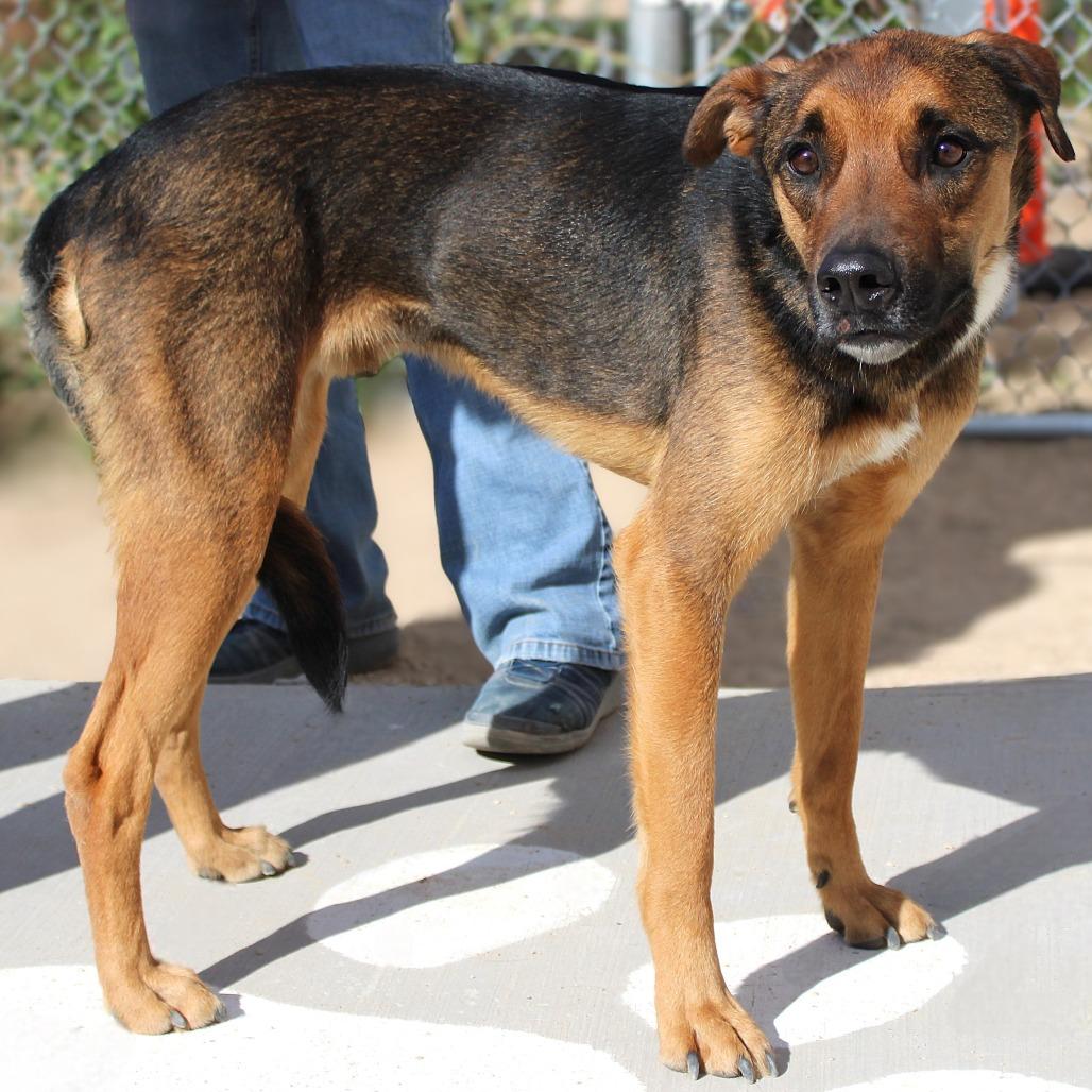 Enlarge Diesel, a Adoptable Mixed Breed in Las Cruces, NM image 2/5