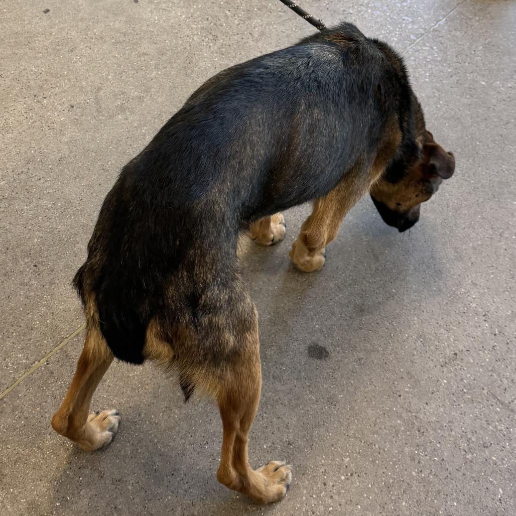 Enlarge Diesel, a Adoptable Mixed Breed in Las Cruces, NM image 3/5