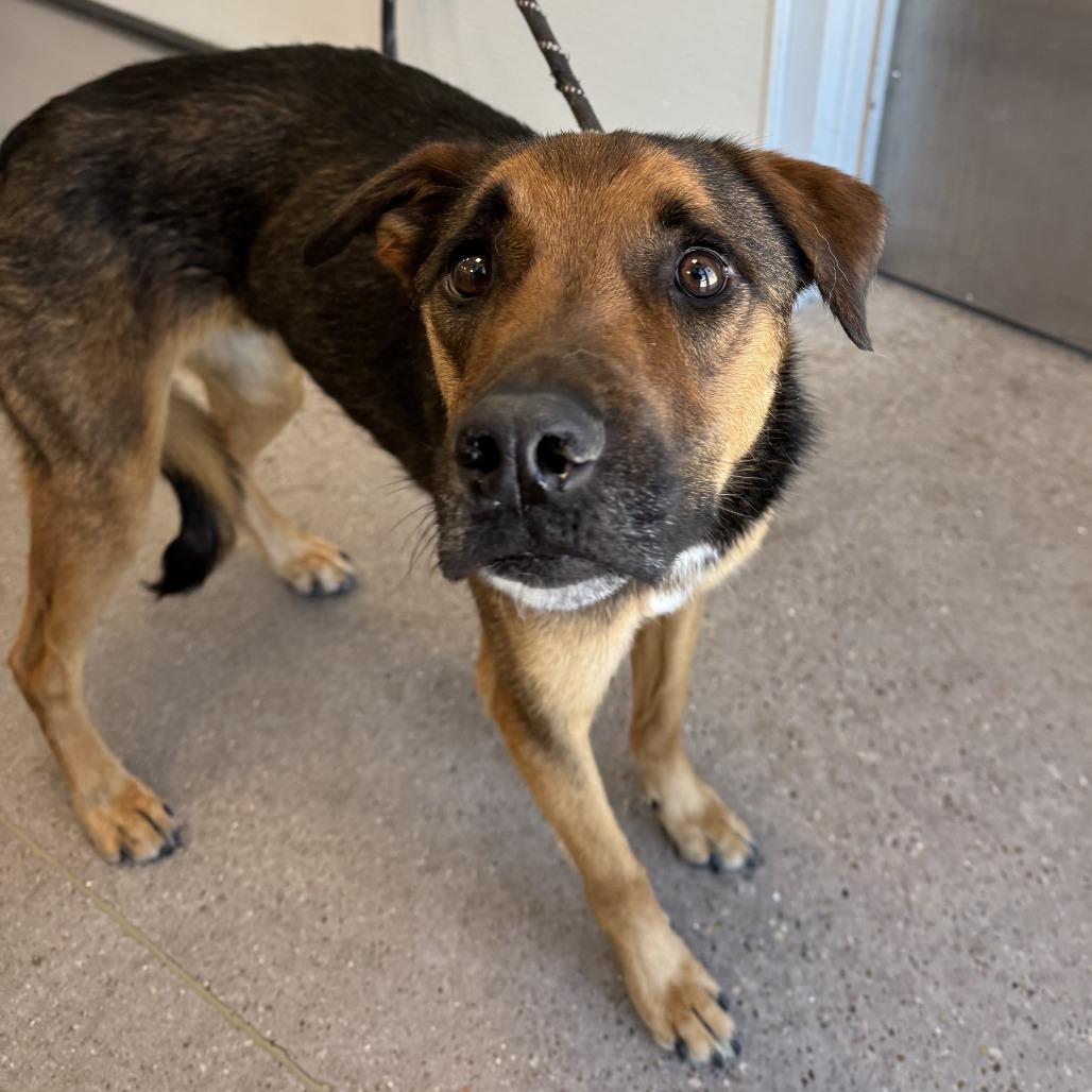 Enlarge Diesel, a Adoptable Mixed Breed in Las Cruces, NM image 4/5