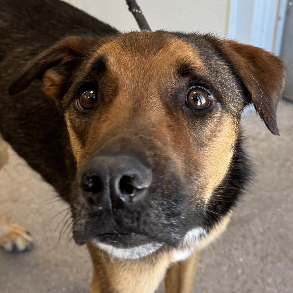Enlarge Diesel, a Adoptable Mixed Breed in Las Cruces, NM image 5/5