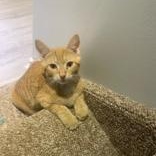 Annatto, a Adoptable Domestic Short Hair in Pickering, ON image 4/6