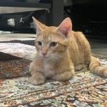 Annatto, a Adoptable Domestic Short Hair in Pickering, ON image 2/6