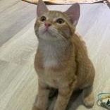 Annatto, a Adoptable Domestic Short Hair in Pickering, ON image 1/6