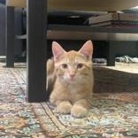 Annatto, a Adoptable Domestic Short Hair in Pickering, ON image 6/6