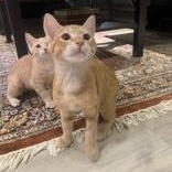 Annatto, a Adoptable Domestic Short Hair in Pickering, ON image 3/6