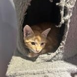 Annatto, a Adoptable Domestic Short Hair in Pickering, ON image 5/6