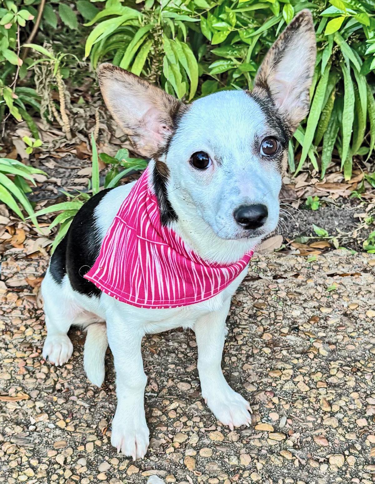 Enlarge PHOEBE-loves to retrieve!, a Adoptable mixed breed in Brattleboro, VT image 5/6