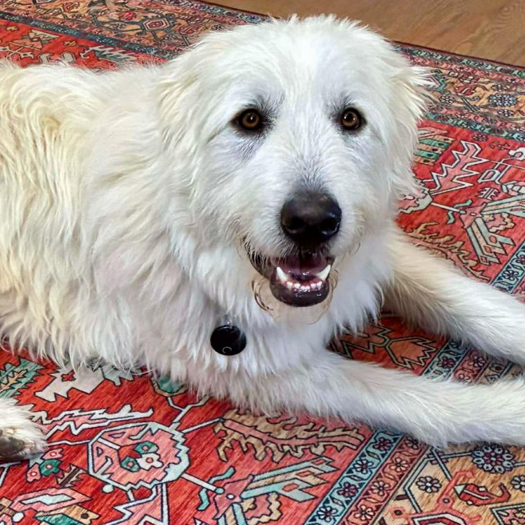 Enlarge Teddy, a ADOPTABLE mixed breed in Mead, CO image 6/6